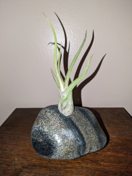 lake Michigan Green & Tan Striped Rock(With Air Plant)