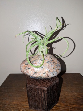 Granite with Pink/Gray/Black/Orange(With Air Plant)
