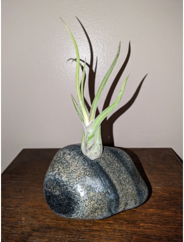 lake Michigan Green & Tan Striped Rock(With Air Plant)