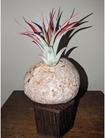 lake Michigan Pudding Stone(With Air Plant)