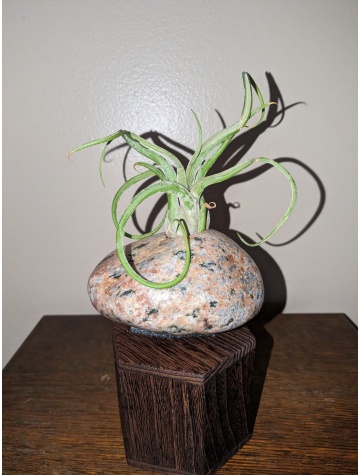 Granite with Pink/Gray/Black/Orange(With Air Plant)